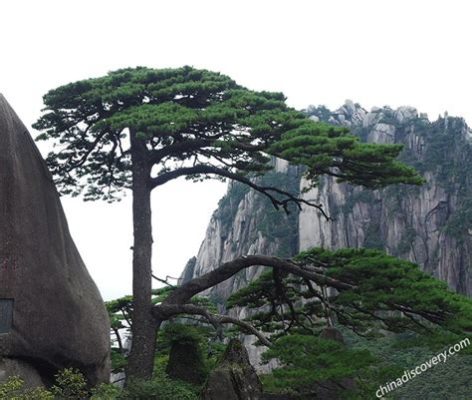 黃山的松奇在哪裏